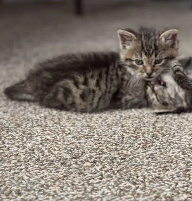 A baby medium-sized female Domestic Short Hair cat named Whiskers for adoption in Kendallville, IN