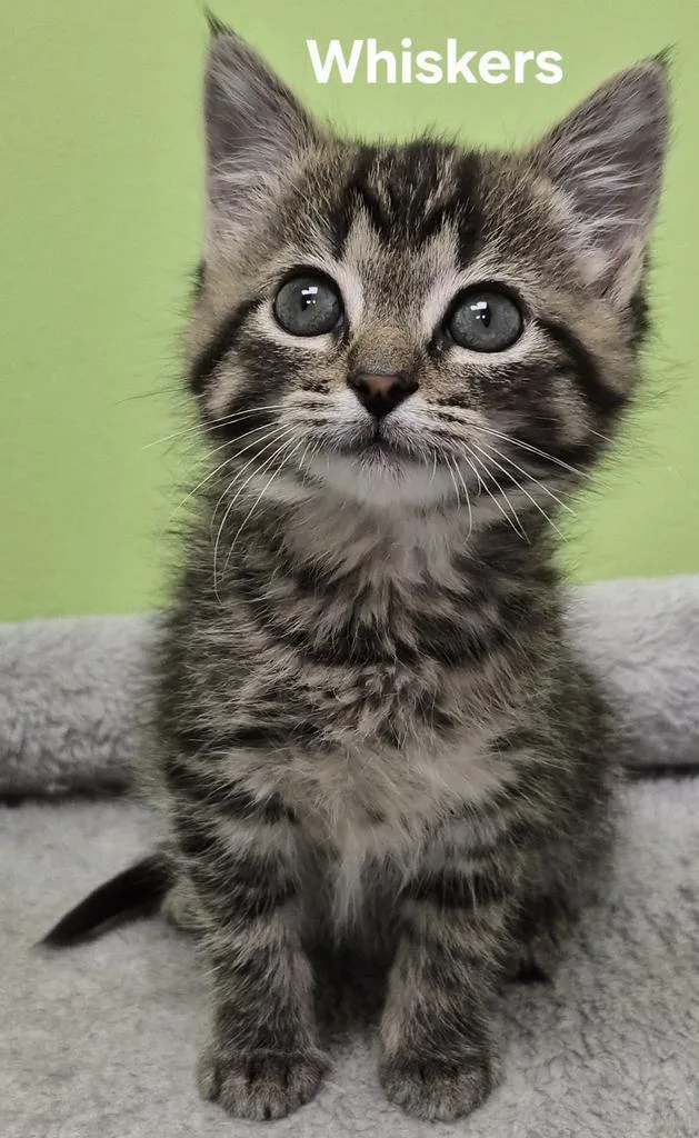 Whiskers thumbnail 2