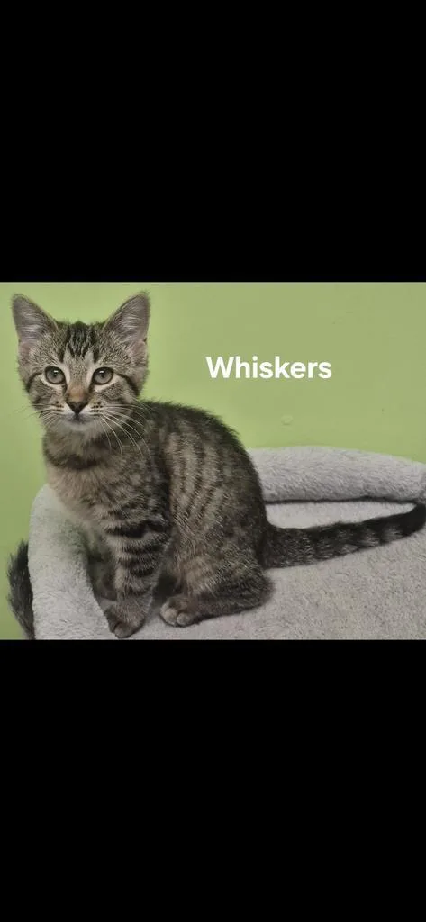 Whiskers thumbnail 3