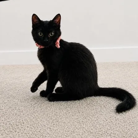 A baby medium-sized female Black Domestic Short Hair cat named Poppy for adoption in Springfield, MO