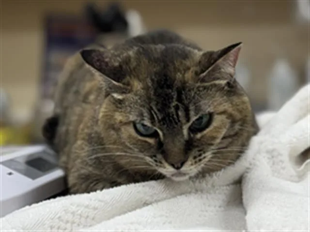 A senior small-sized female Domestic Short Hair cat named Sasha for adoption in Aliquippa, PA
