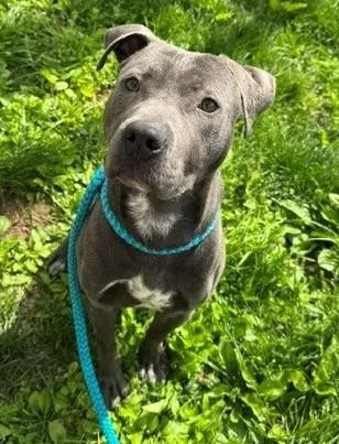 A young small-sized male Terrier dog named Frisky for adoption in Olivette, MO