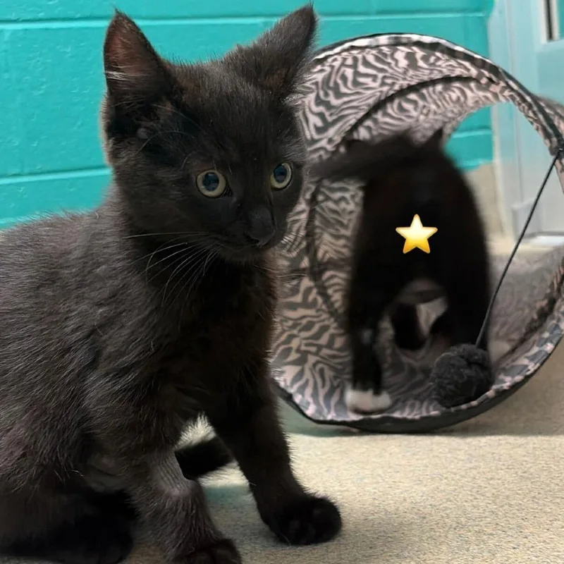 A baby small-sized female Black Domestic Medium Hair cat named Bacon for adoption in Fredericksburg, VA