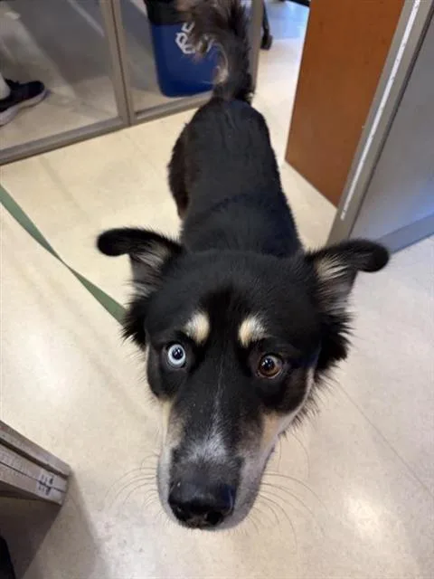 A young medium-sized male Australian Shepherd dog named Cojum for adoption in San Antonio, TX