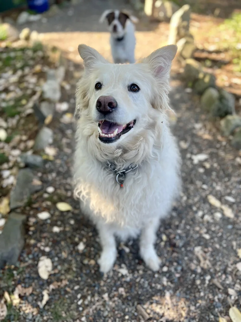 Louie the Great