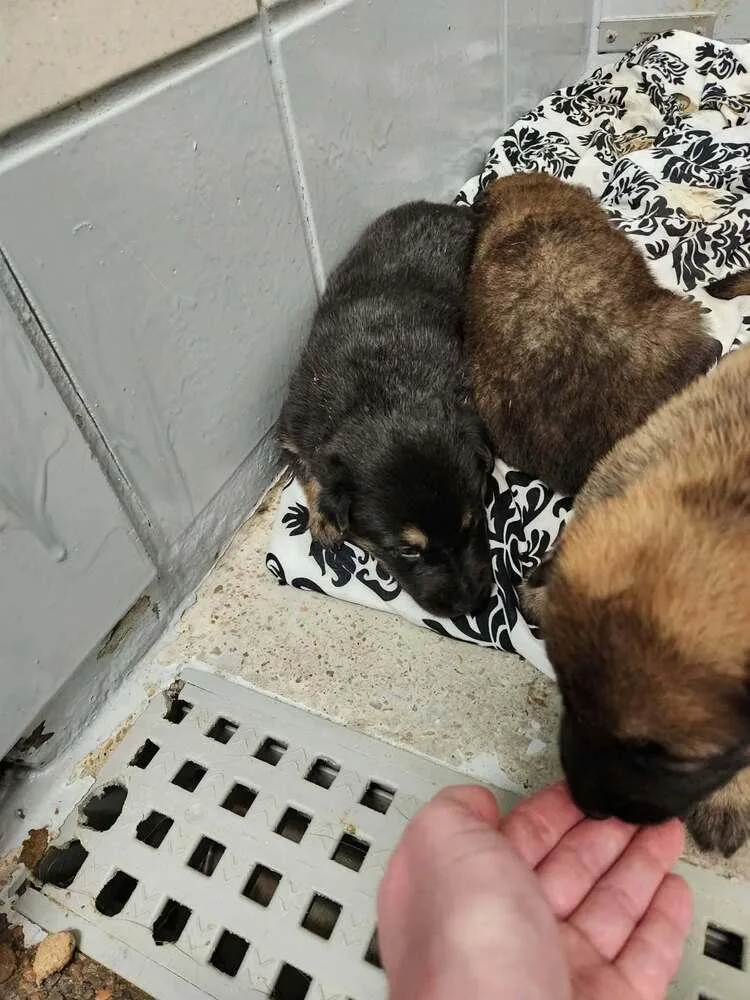 A baby small-sized female Tricolor (Brown, Black, & White) Belgian Shepherd / Malinois dog named Pumpkins Litter Amber for adoption in Imlay City, MI