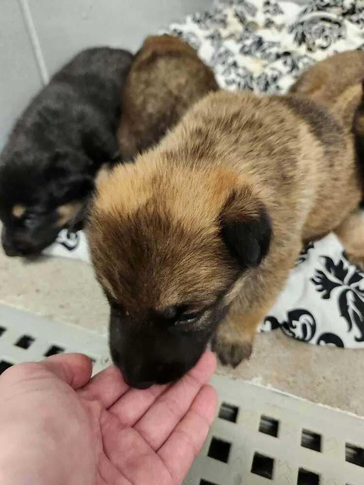 Pumpkins Litter Amber  thumbnail 2