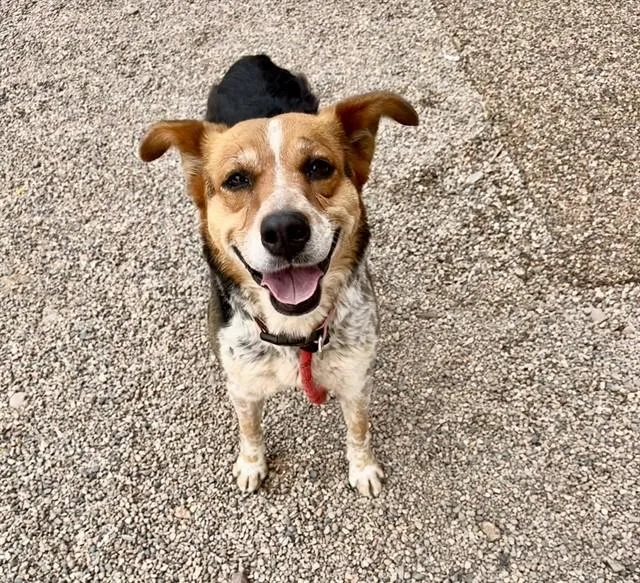 An adult large-sized female Border Collie dog named Feather for adoption in Mesa, AZ