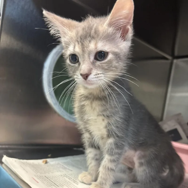 A baby small-sized female Gray / Blue / Silver Domestic Short Hair cat named Gwen for adoption in Charlottesville, VA