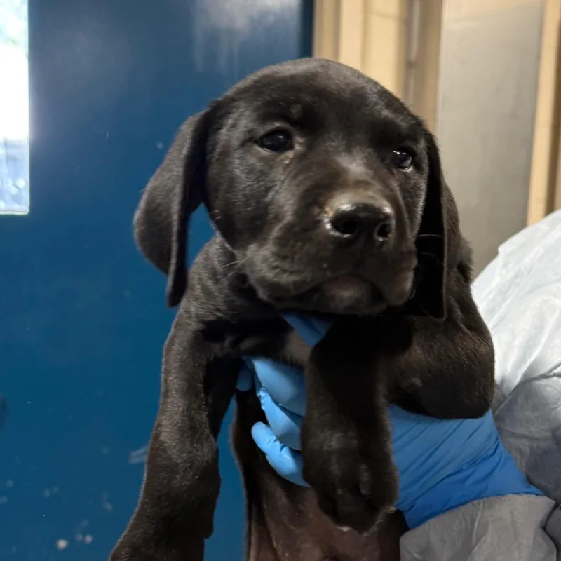 A baby small-sized male Black Labrador Retriever dog named Nacho Fries for adoption in Charlottesville, VA