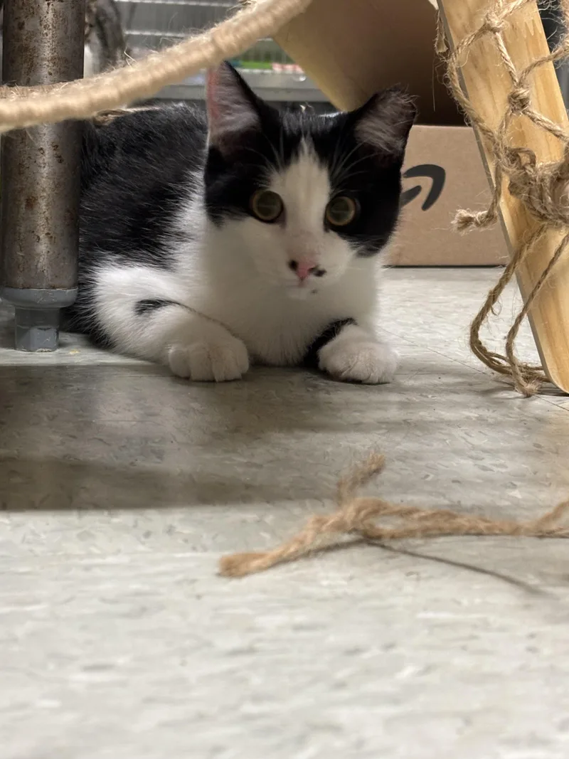 A young medium-sized male Domestic Short Hair cat named Joe and Dot for adoption in Marblehead, MA