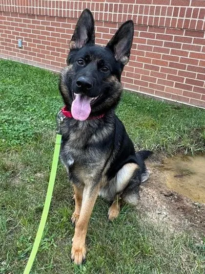 Draco Darko