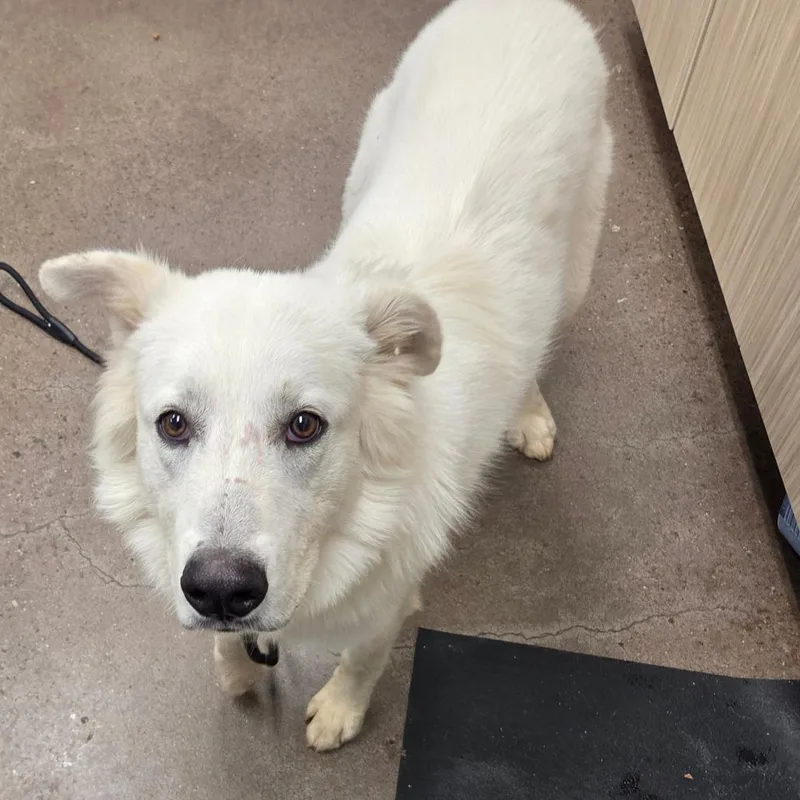 A young large-sized male Great Pyrenees dog named Frank for adoption in Chattanooga, TN