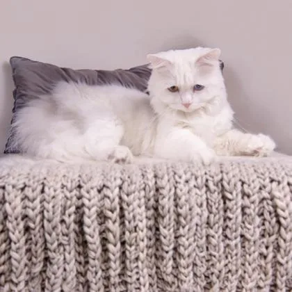 Snowy Katter