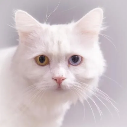 Snowy Katter thumbnail 2