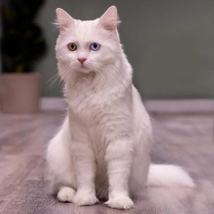 Snowy Katter thumbnail 3