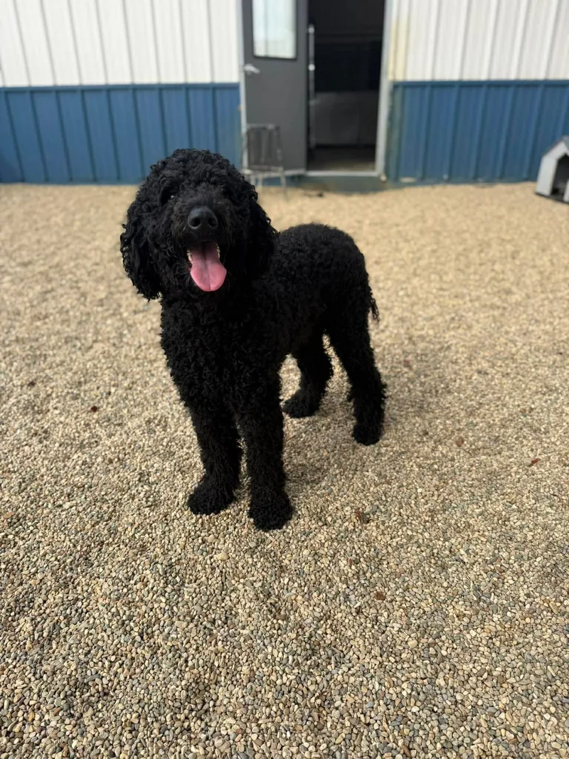 A young medium-sized male Black Standard Poodle dog named Rocky for adoption in Kalamazoo, MI