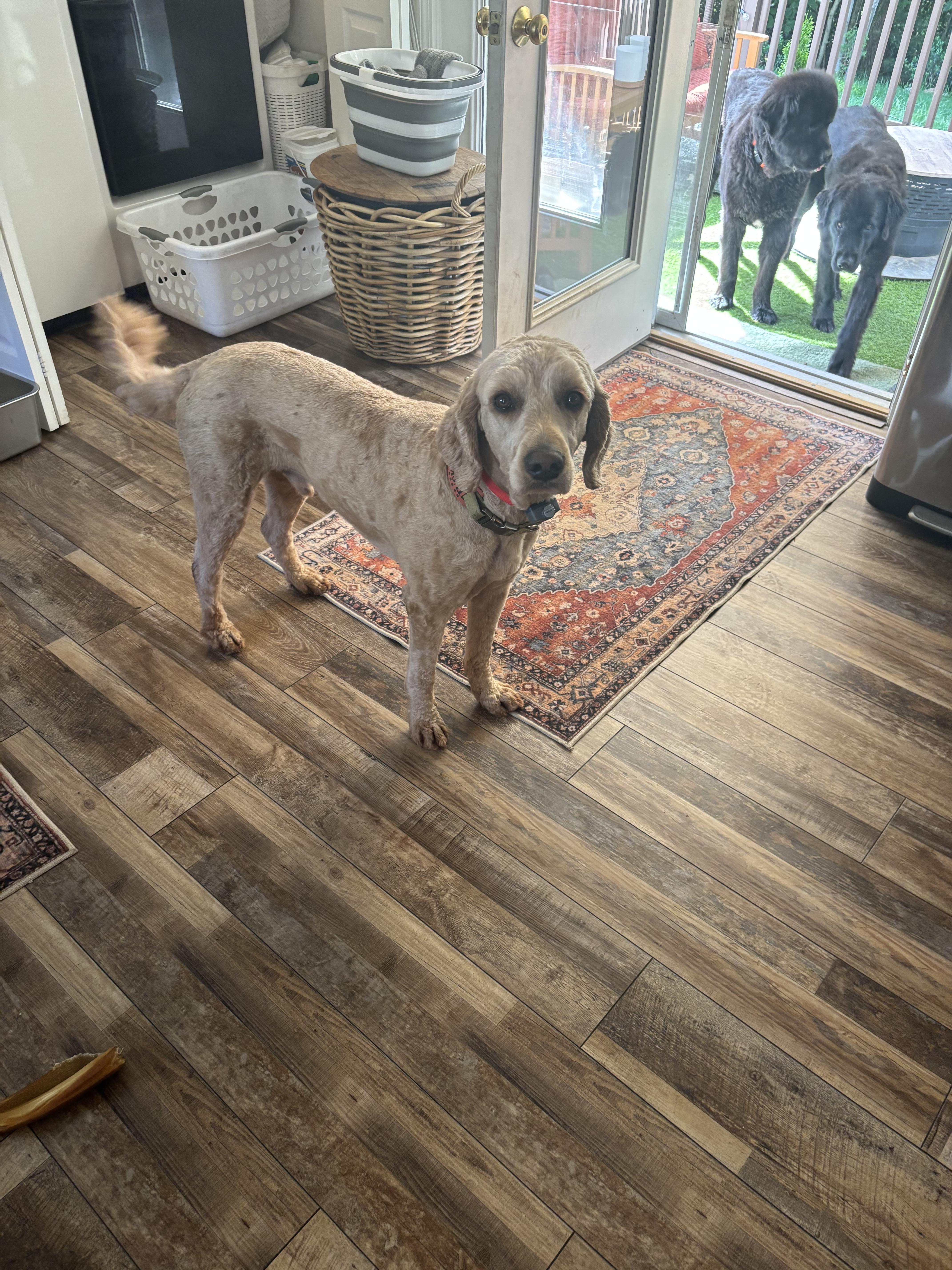 An adult large-sized male Golden Goldendoodle dog named Tucker for adoption in Kennebunk , ME