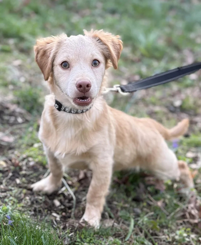 Chicken Little thumbnail 2