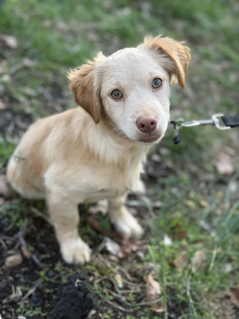 Chicken Little thumbnail 3