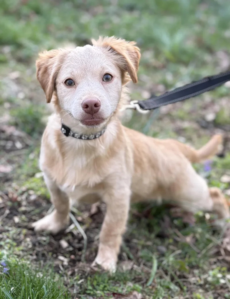 Chicken Little thumbnail 4