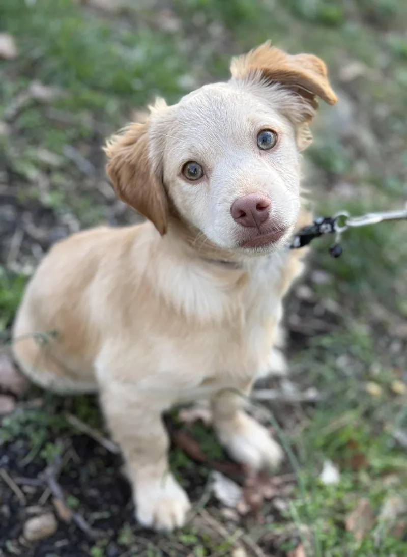 Chicken Little thumbnail 5