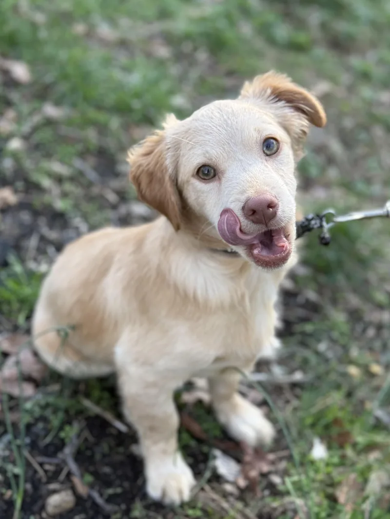 A baby small-sized male Apricot / Beige Dachshund (Miniature Long Haired) dog named Chicken Little for adoption in Tomkins Cove, NY