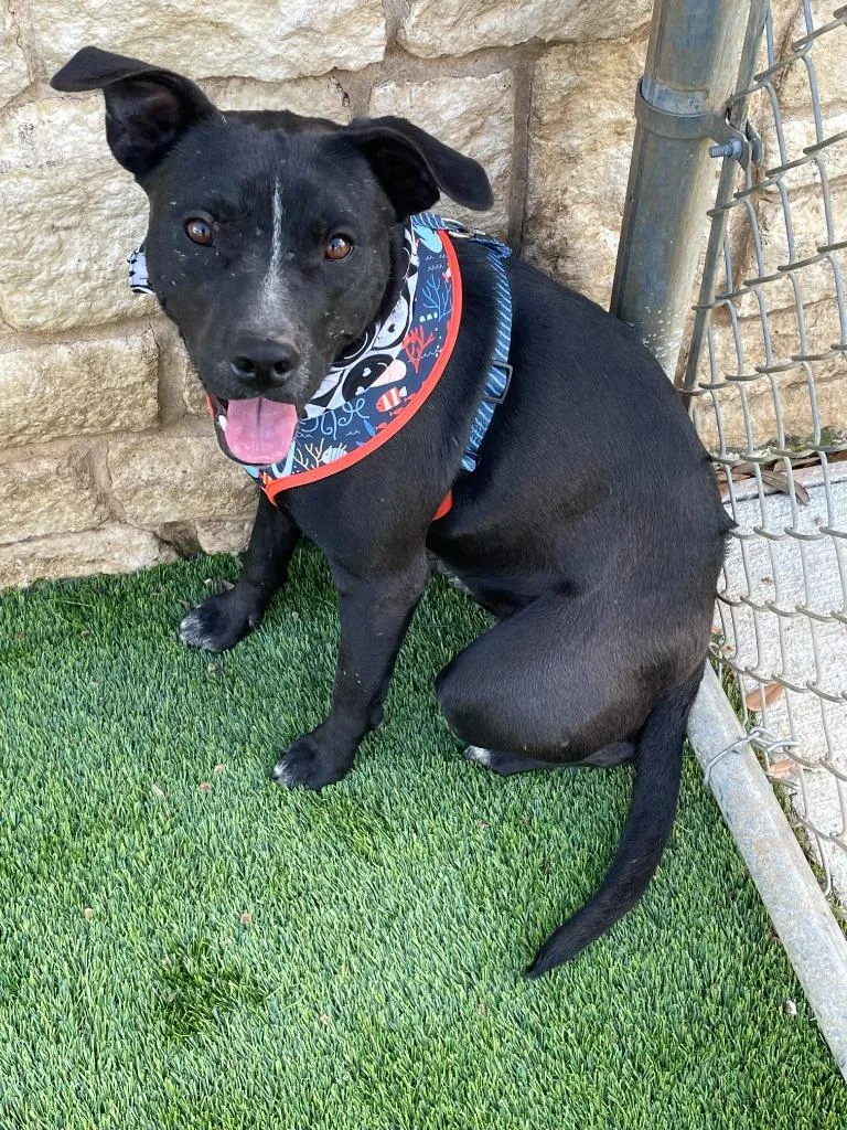 Sagittarius thumbnail 3