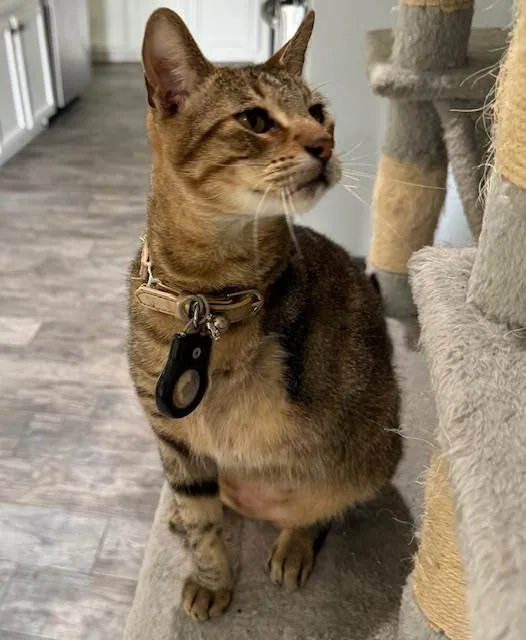 An adult large-sized male Tabby (Brown / Chocolate) Tabby cat named Tripaw for adoption in Porter, TX