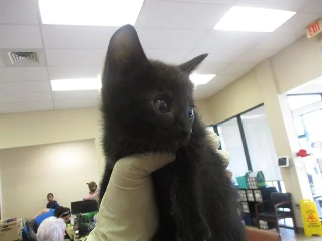 A baby small-sized female Domestic Short Hair cat named Juniper for adoption in Ocala, FL