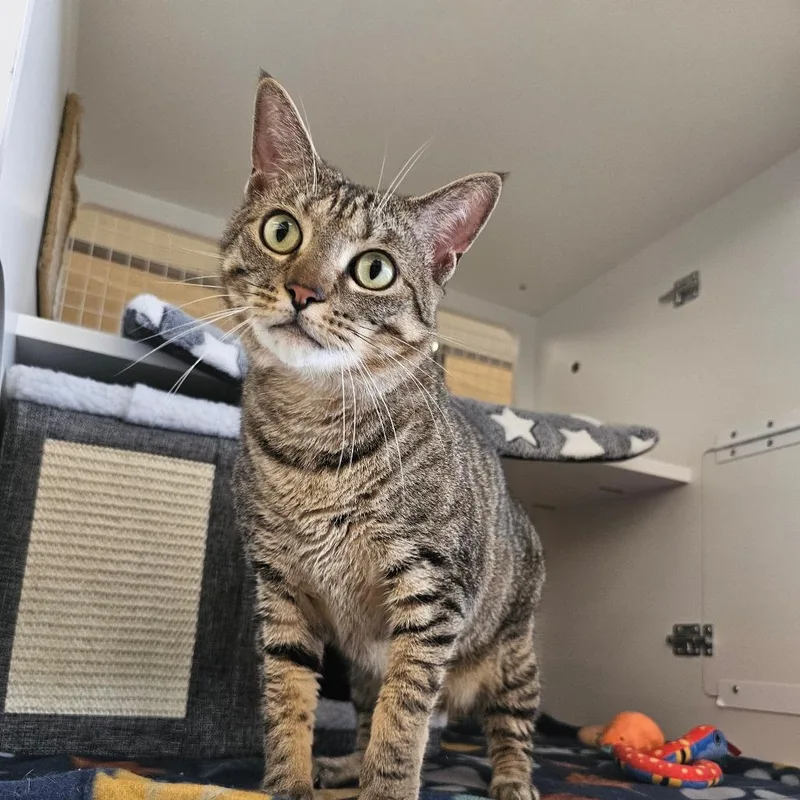 An adult small-sized male Brown / Chocolate Domestic Short Hair cat named Dominic for adoption in Frederick, MD