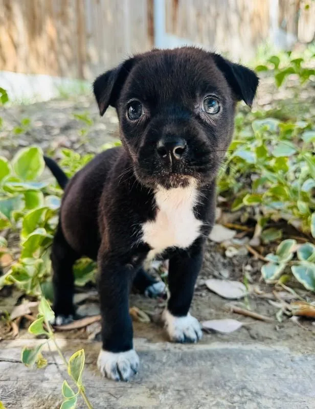 A young small-sized male Black Chihuahua dog named Forest for adoption in Valley Village, CA