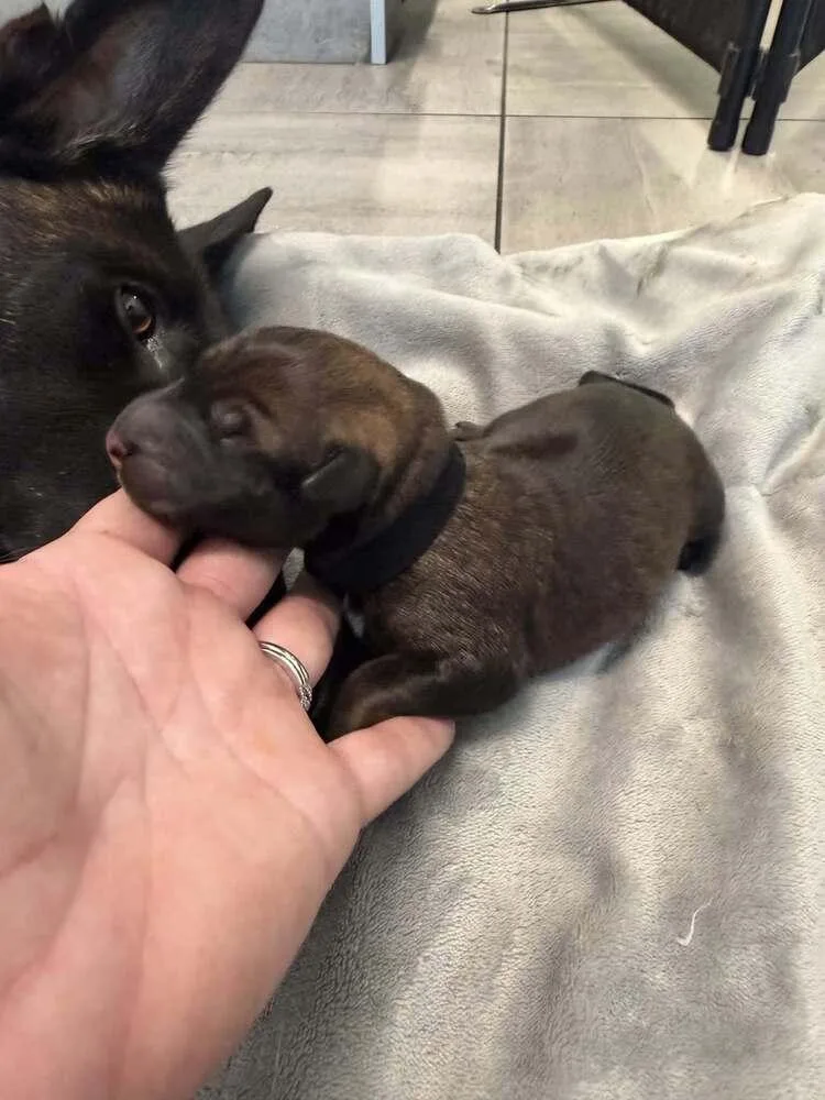 A baby small-sized male Tricolor (Brown, Black, & White) Belgian Shepherd / Malinois dog named Pokemon Baby Houndoom Located for adoption in Imlay City, MI