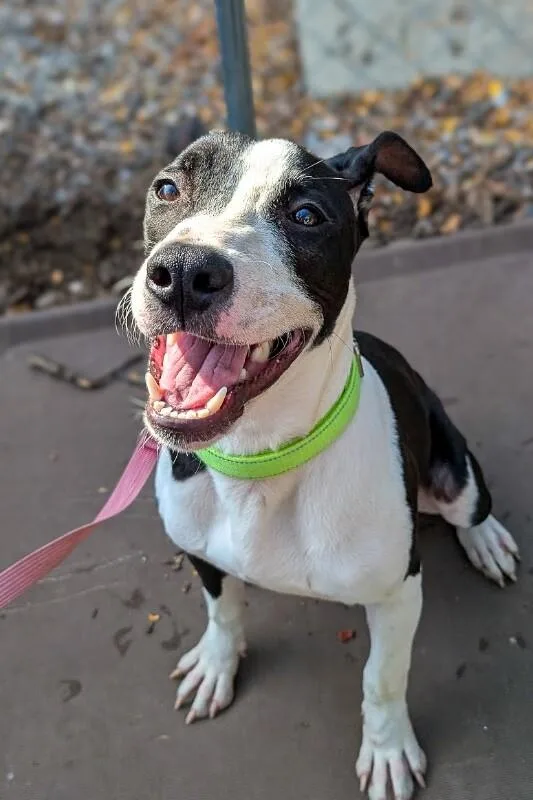 A young medium-sized male Black Mixed Breed dog named Blink for adoption in Cincinnati, OH