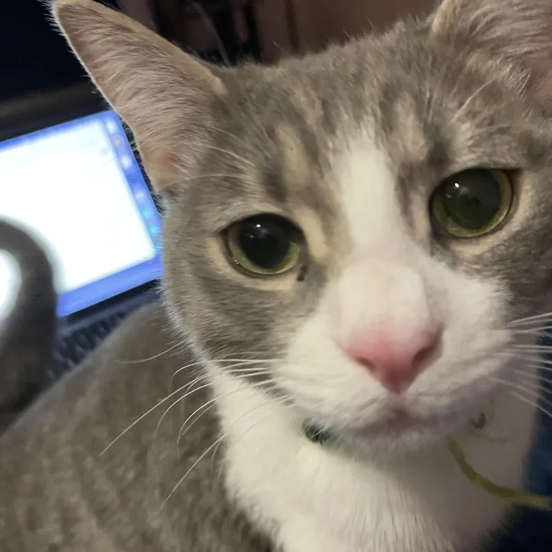 A young medium-sized male Gray & White Domestic Short Hair cat named Tommy for adoption in Stow, MA
