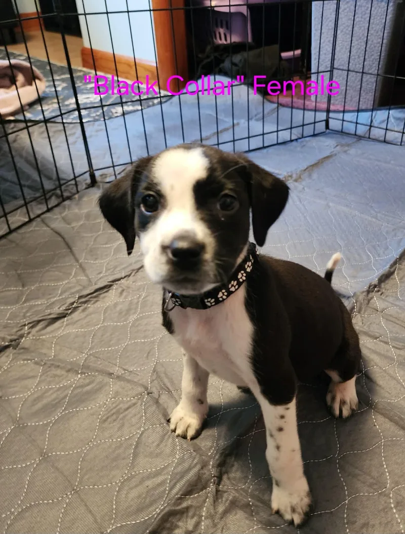 A baby medium-sized female Australian Cattle Dog / Blue Heeler dog named Morticia little monsters litter for adoption in Carmel, NY