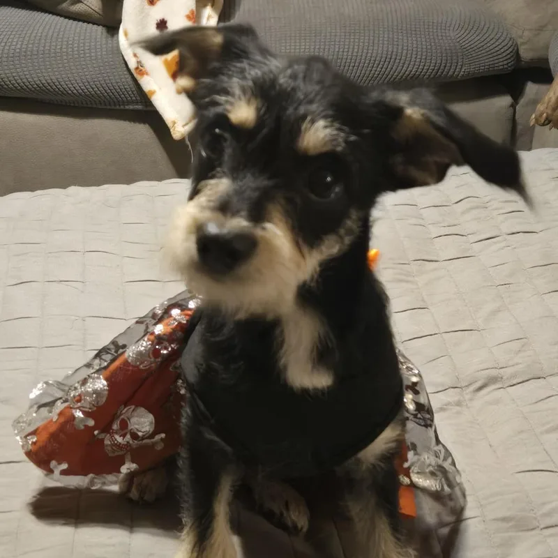 A baby small-sized female Schnauzer dog named Precious for adoption in Montgomery, TX