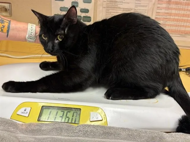 A young medium-sized male Domestic Short Hair cat named Lover for adoption in Colorado Springs, CO