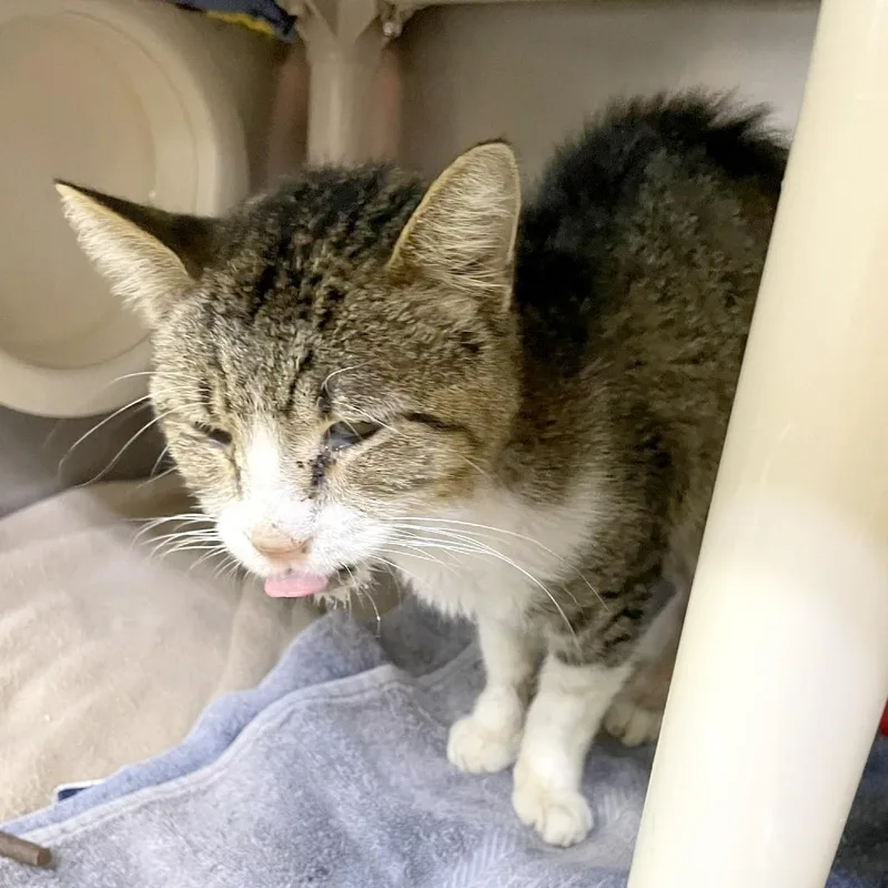 A senior medium-sized male Brown / Chocolate Domestic Short Hair cat named Frito for adoption in Austin, TX
