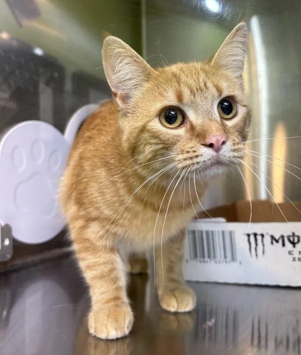 A young medium-sized female Domestic Short Hair cat named Nira for adoption in Sioux City, IA