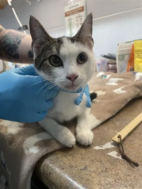 A young large-sized female Domestic Short Hair cat named Zara for adoption in Tallahassee, FL