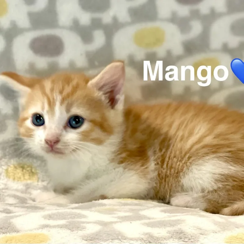 A baby small-sized male Orange / Red Extra-Toes Cat / Hemingway Polydactyl cat named Mango for adoption in Peachtree City, GA