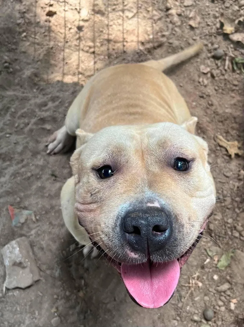 An adult large-sized female Pit Bull Terrier dog named Starla for adoption in Hillsboro, NH