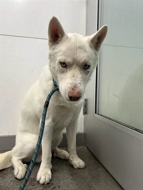 An adult large-sized male Siberian Husky dog named Julio for adoption in Mesa, AZ