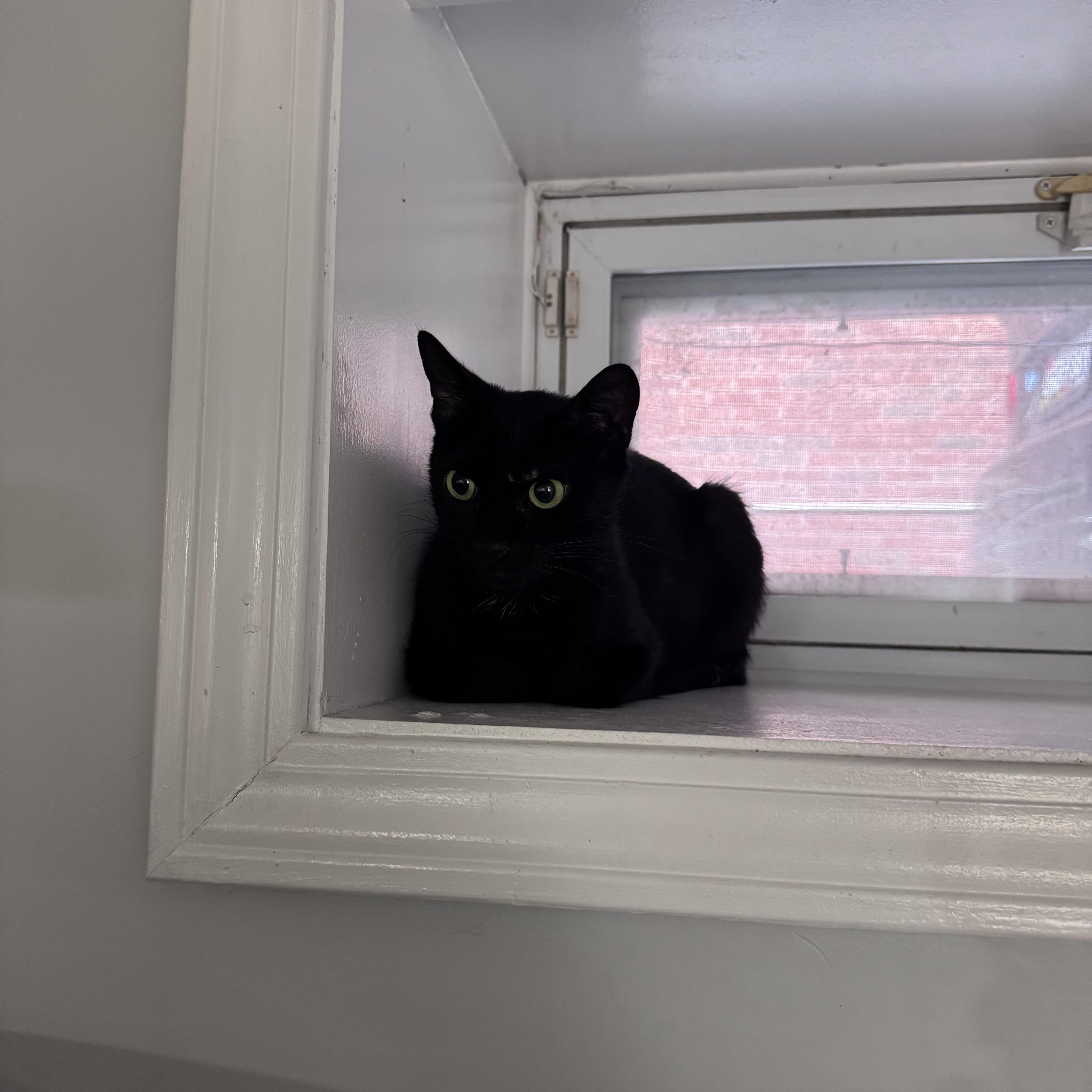 A young small-sized female Black Domestic Short Hair cat named Violet for adoption in brooklyn, NY
