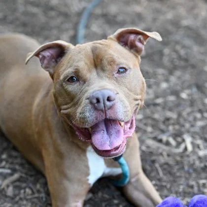 An adult medium-sized female Mixed Breed dog named Georgina for adoption in Chamblee, GA