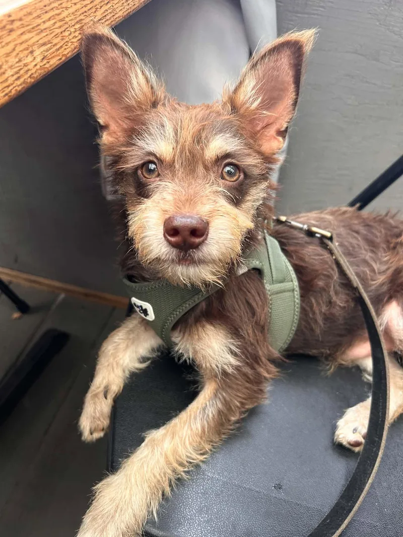 A baby small-sized male Yorkshire Terrier dog named Popcorn for adoption in New Baltimore, MI