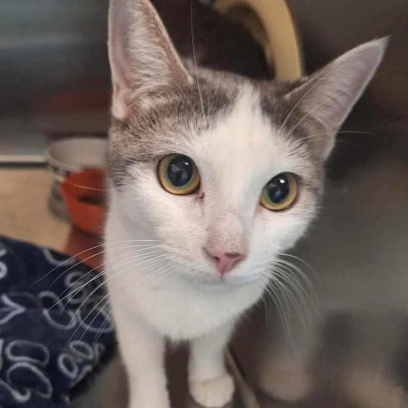 An adult medium-sized female Gray / Blue / Silver Domestic Short Hair cat named Snickers for adoption in Flagstaff, AZ