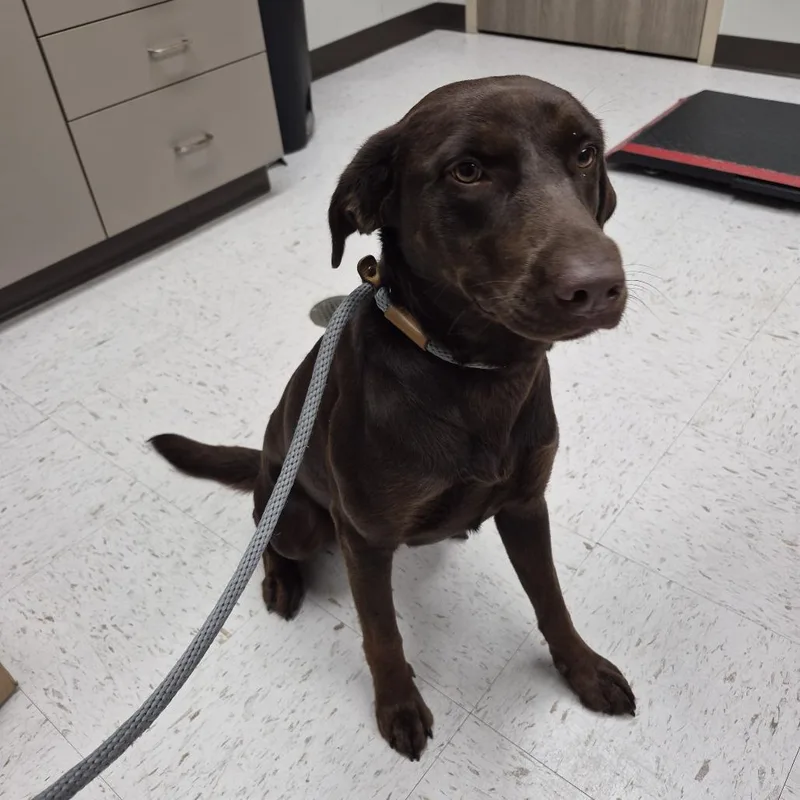 An adult medium-sized female Chocolate Labrador Retriever dog named TXACStray for adoption in Portland, TX