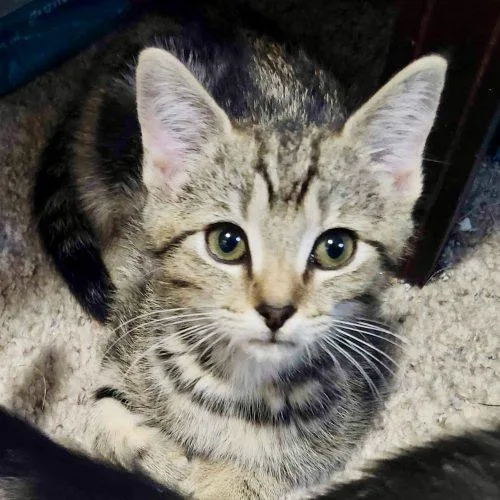 A baby small-sized female Tabby (Buff / Tan / Fawn) Tabby cat named Jasmine for adoption in Knoxville, TN